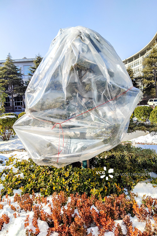 园林树罩塑料袋保温图片素材