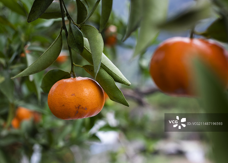 冬天，成熟的橘子挂在橘子树上图片素材