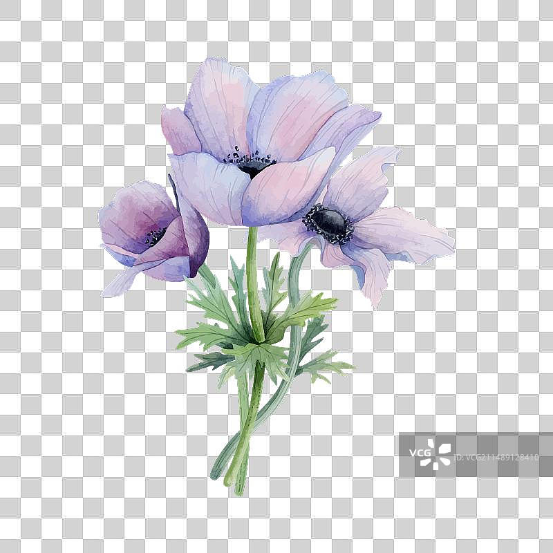 紫色海葵花花束为春天素描图片素材