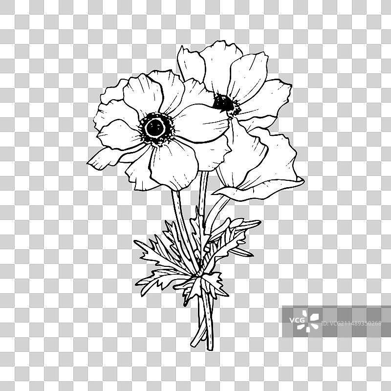 黑白相间的罂粟花花束图片素材