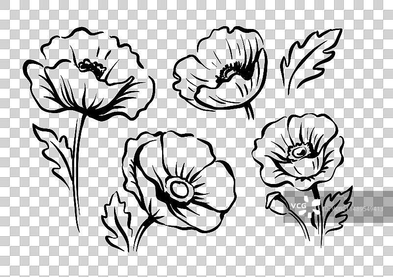 罂粟素描艺术单色花图片素材