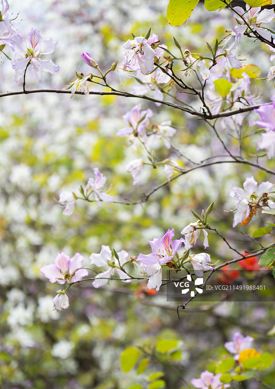 春天盛开的宫粉紫荆图片素材