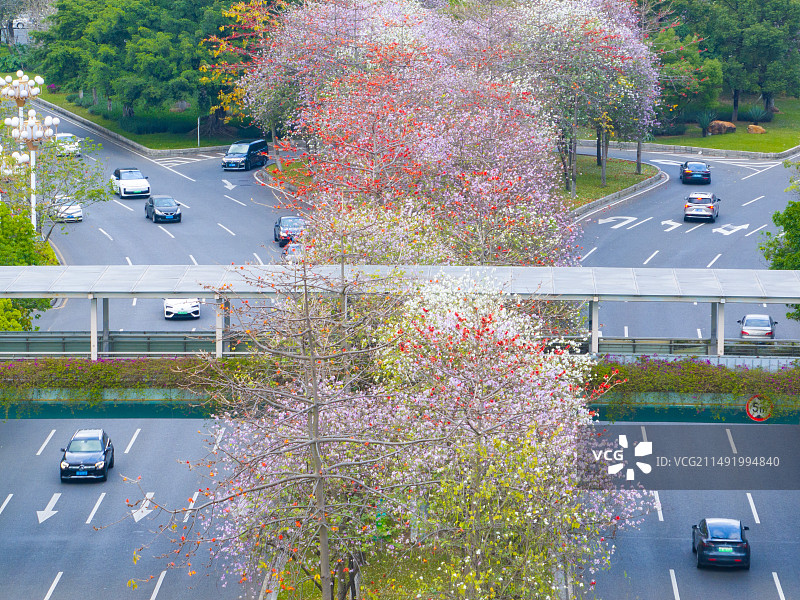 春天城市道路上盛开的木棉花和宫粉紫荆花图片素材