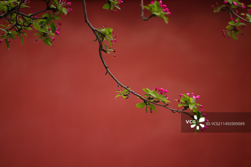 海棠花蕾,红墙,留白,故宫春天,古典美图片素材