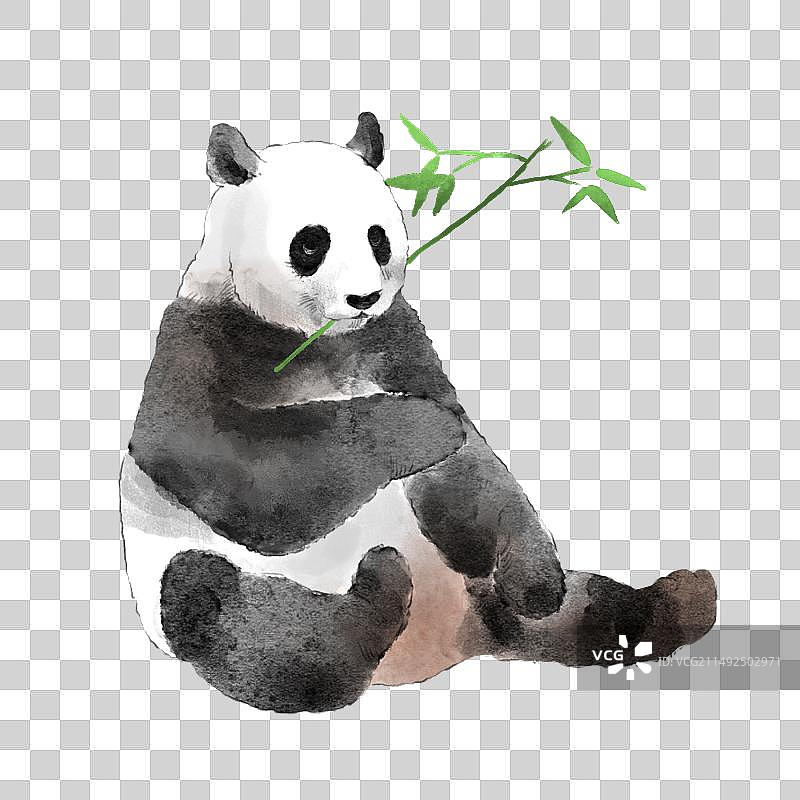 panda图片素材