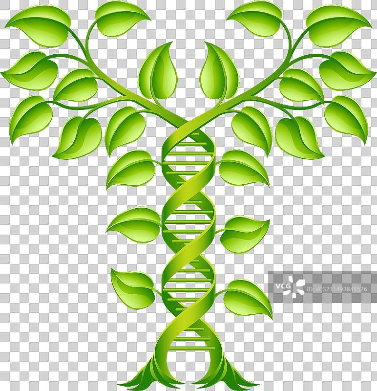 DNA植物双螺旋概念图片素材