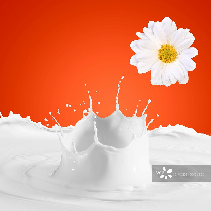 牛奶与洋甘菊溅在颜色背景上的图像图片素材