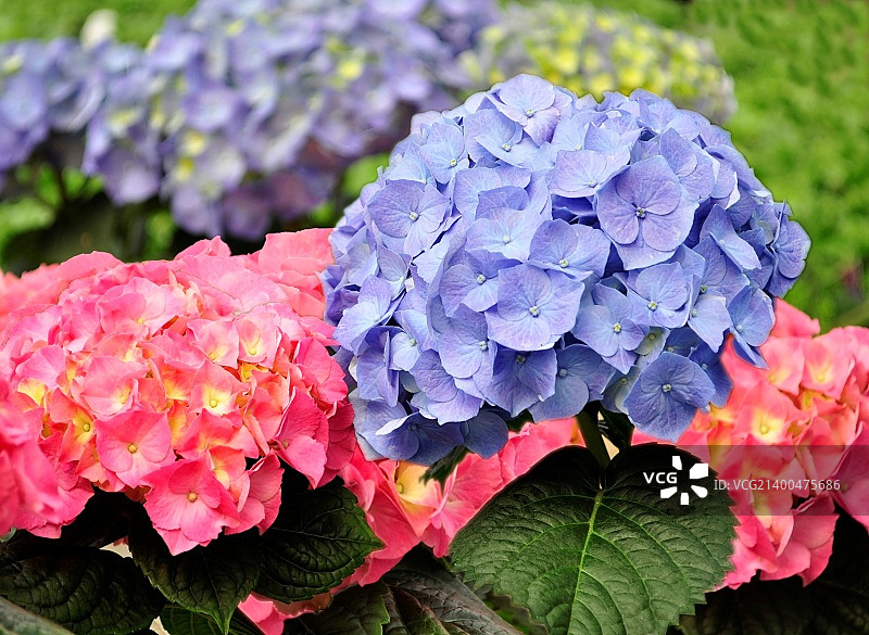 蓝色和粉红色的霍坦西亚花，近处图片素材