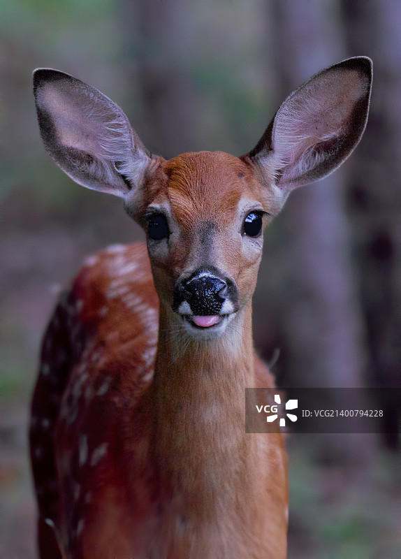 小鹿表情-白尾小鹿图片素材