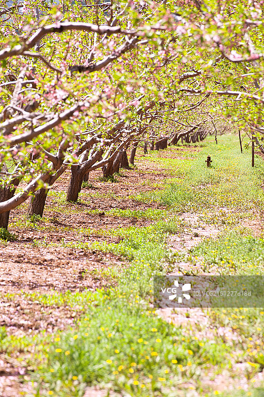 田地中盛开的桃花图片素材