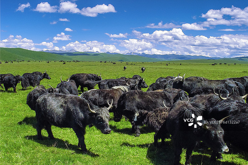 夏季青藏高原草地放牧景观图片素材