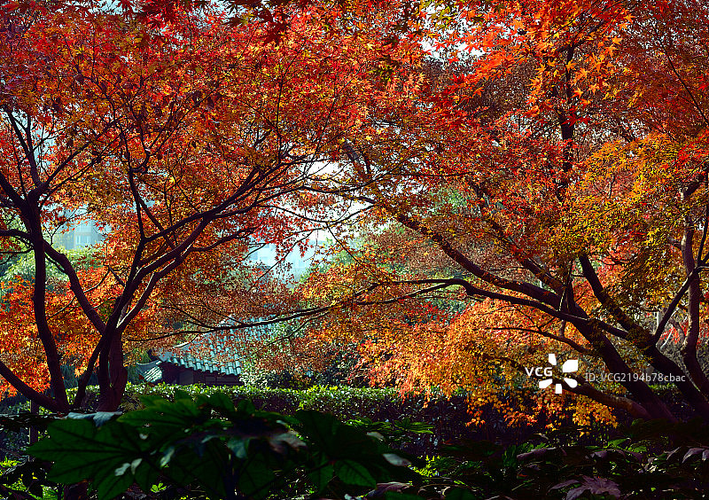 上海城市景观公园秋景图片素材