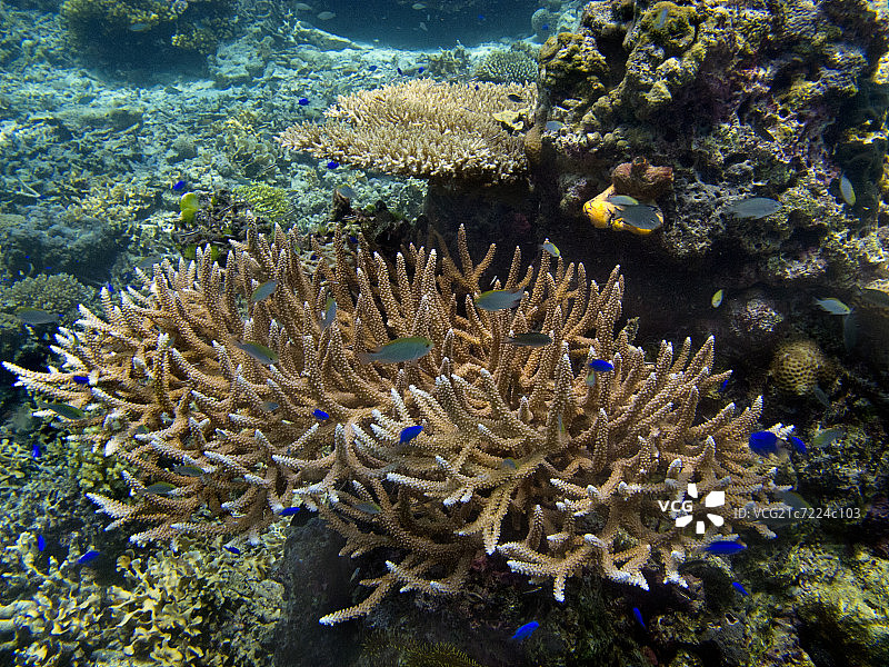 热带珊瑚图片素材