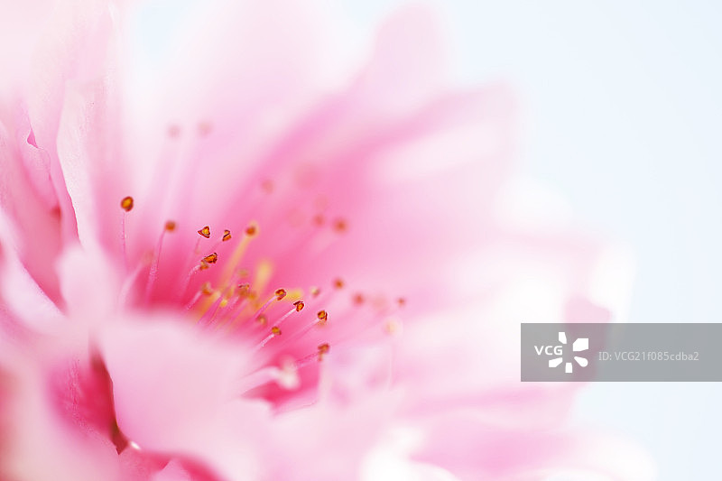 粉红花花蕊微拍图片素材