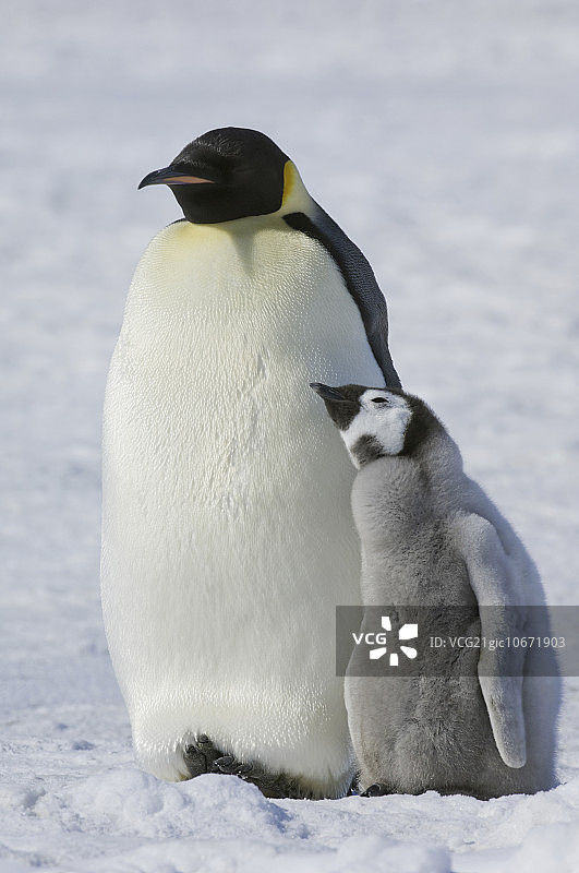 两只帝企鹅，一只成年企鹅和一只雏鸟，并排站在冰上。图片素材