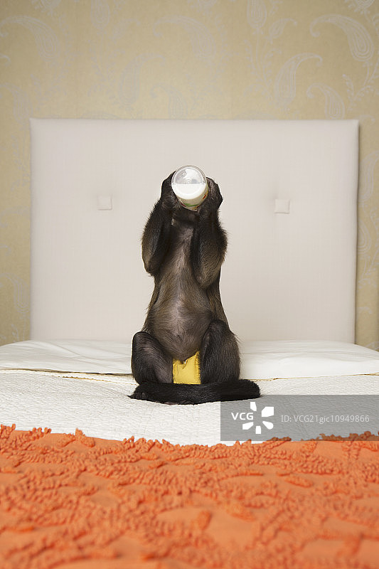 一只卷尾猴坐在卧室的床上喝瓶子里的水。图片素材