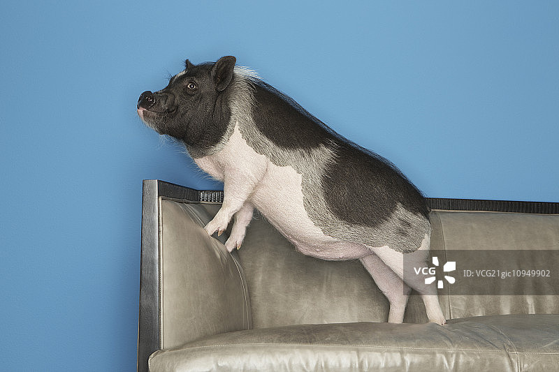 一只黑白相间的大肚猪站在沙发上，在一个家庭里。图片素材