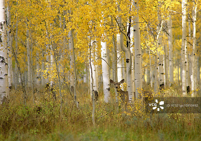 乌因塔国家森林的秋天。白杨树中的鹿。图片素材