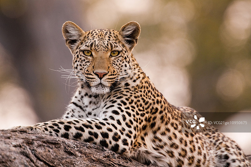 豹，丘比国家公园，博茨瓦纳图片素材