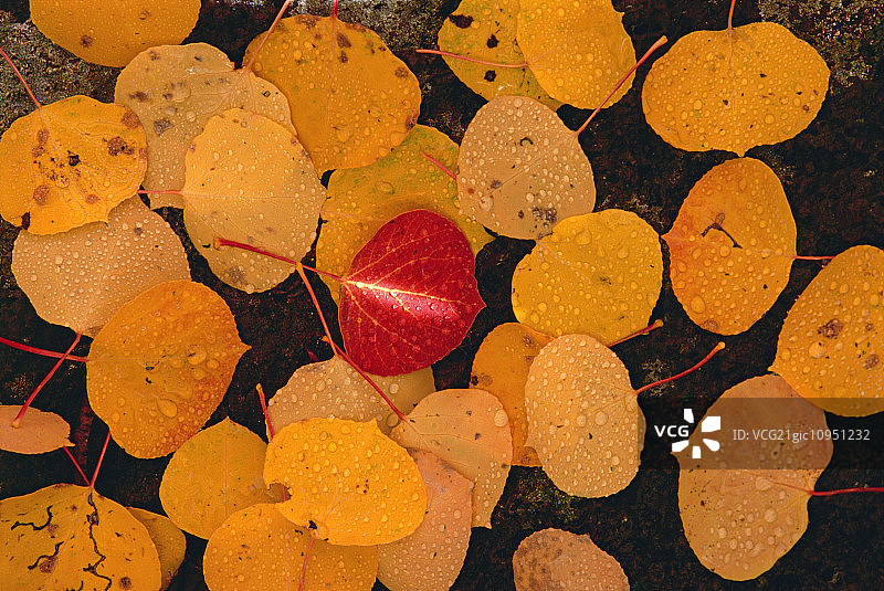 秋天的白杨树叶。褐色的叶子在黑色的岩石上展开，中间有一片鲜红的叶子。图片素材