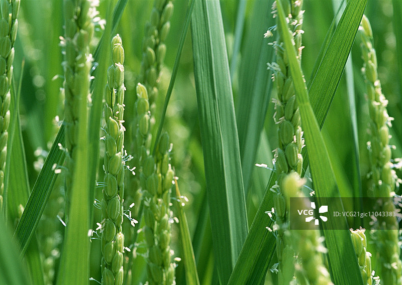 水稻的花图片素材