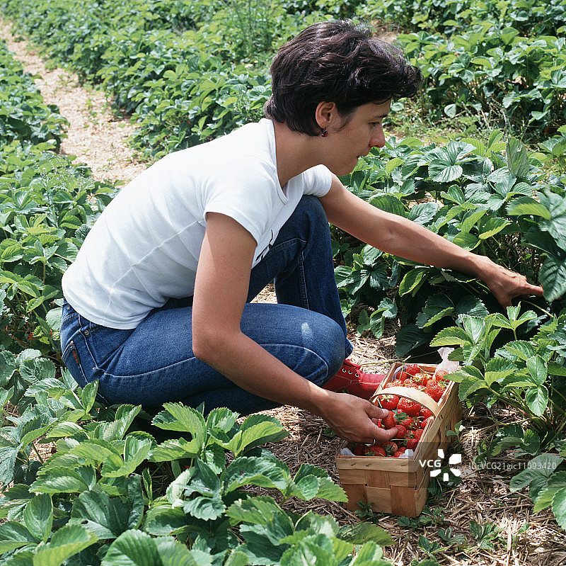 在草莓地里采摘草莓的女人图片素材