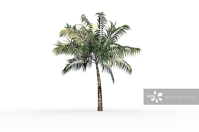 一种热带棕榈树，白色背景上有绿色的叶子图片素材