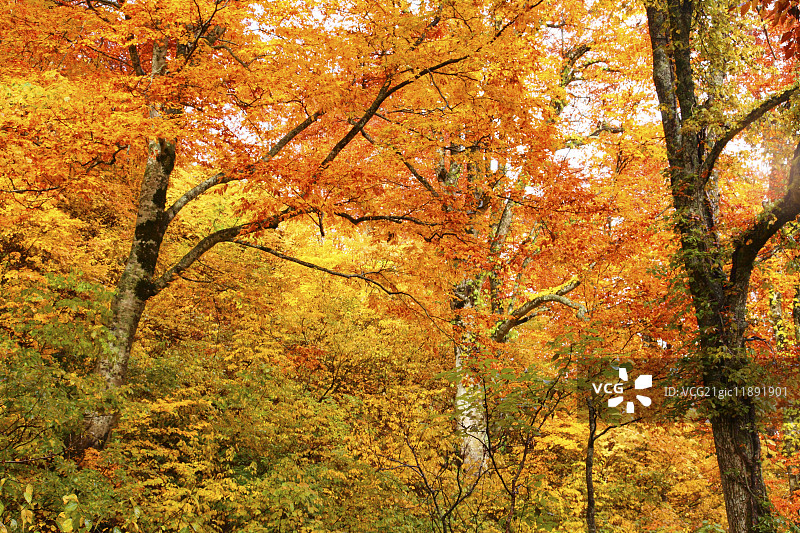 秋天的颜色，青森县，日本图片素材