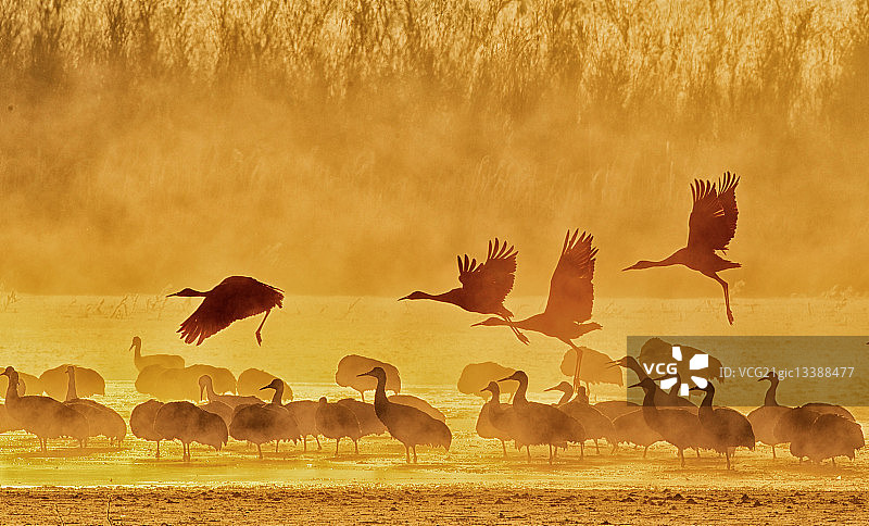 美国新墨西哥州博斯克德尔阿帕奇国家野生动物保护区沙丘鹤的剪影图片素材