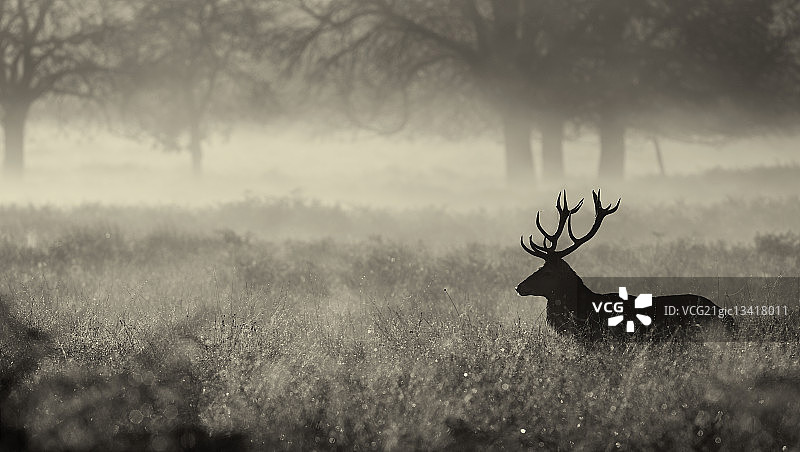 迷雾中的牡鹿。图片素材