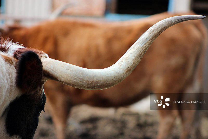 德克萨斯州长角牛，布朗伍德，德克萨斯州，美国图片素材