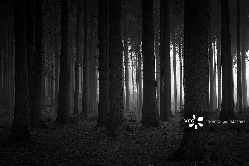 黑暗森林图片素材