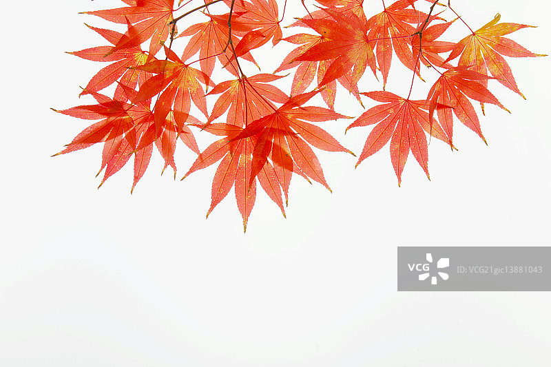 枫叶,秋天图片素材