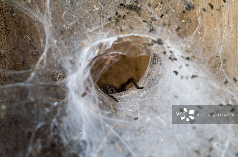 蜘蛛的窝图片素材