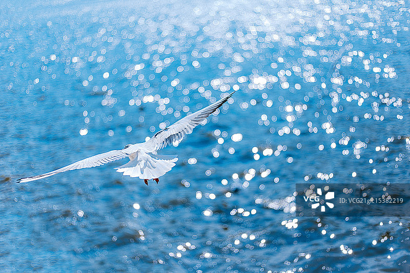 飞翔海鸥图片素材