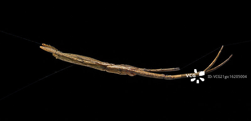 Twig-Like Feather-Legged蜘蛛图片素材