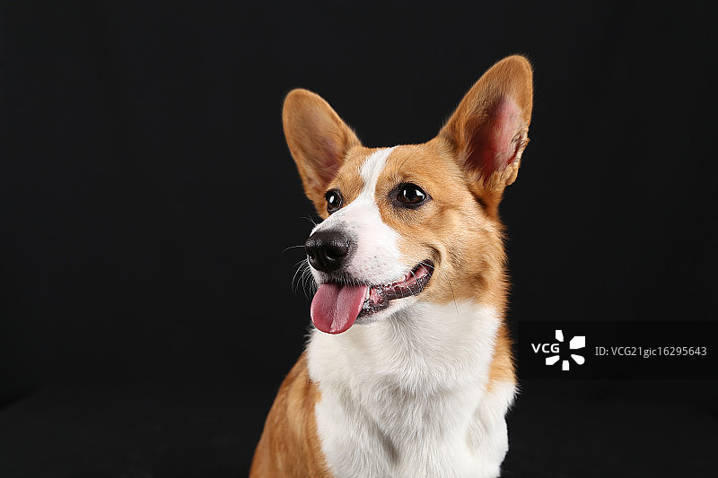 威尔士柯基犬——一种动物图片素材
