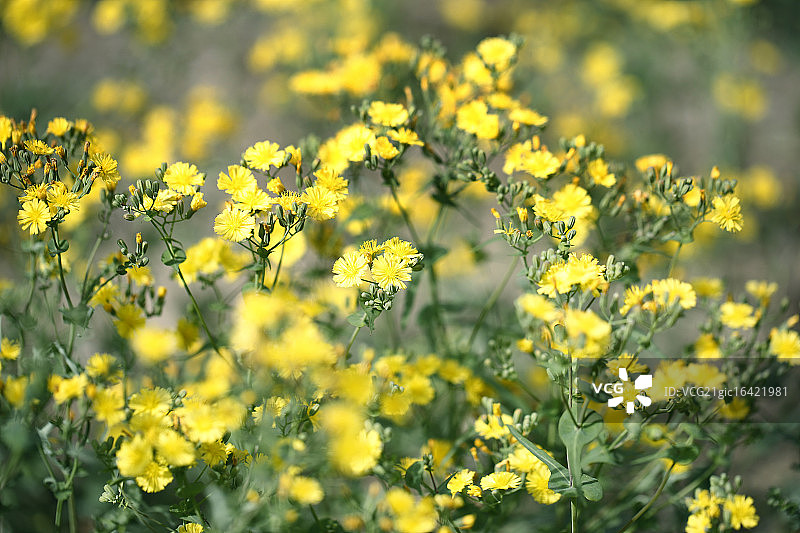原生态环境-黄色野花图片素材