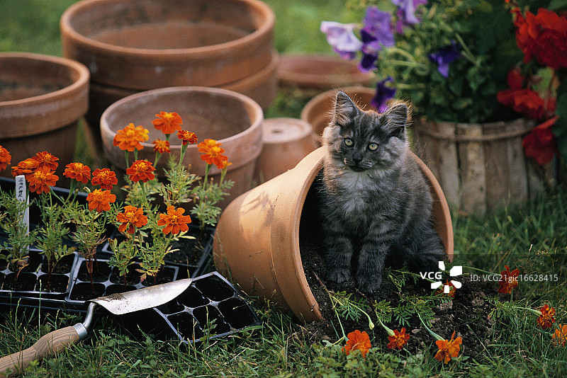 猫坐在洒了的花盆上图片素材