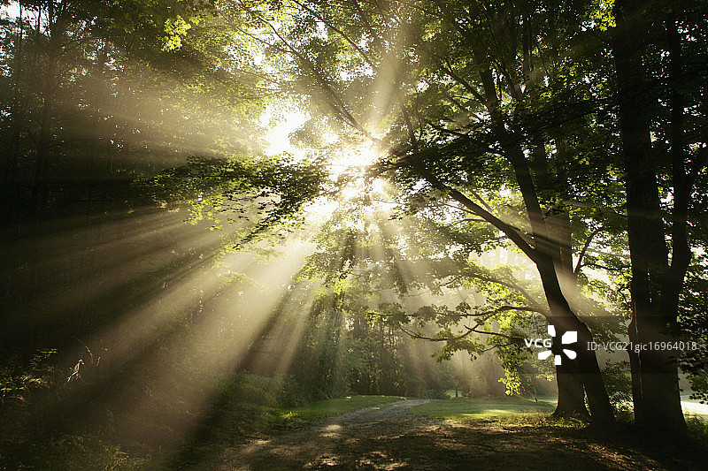 阳光透过树图片素材