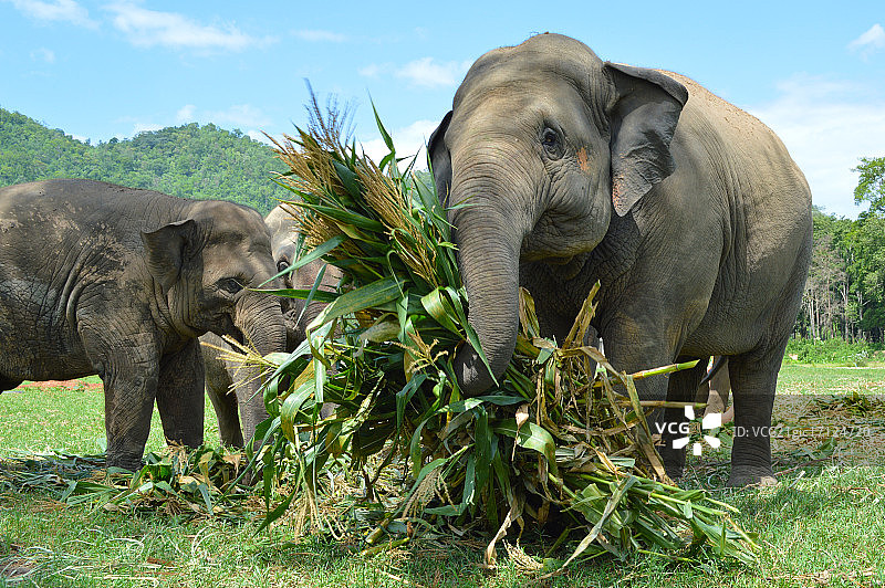 在泰国清迈的大象自然公园里，获救的大象正在吃东西图片素材