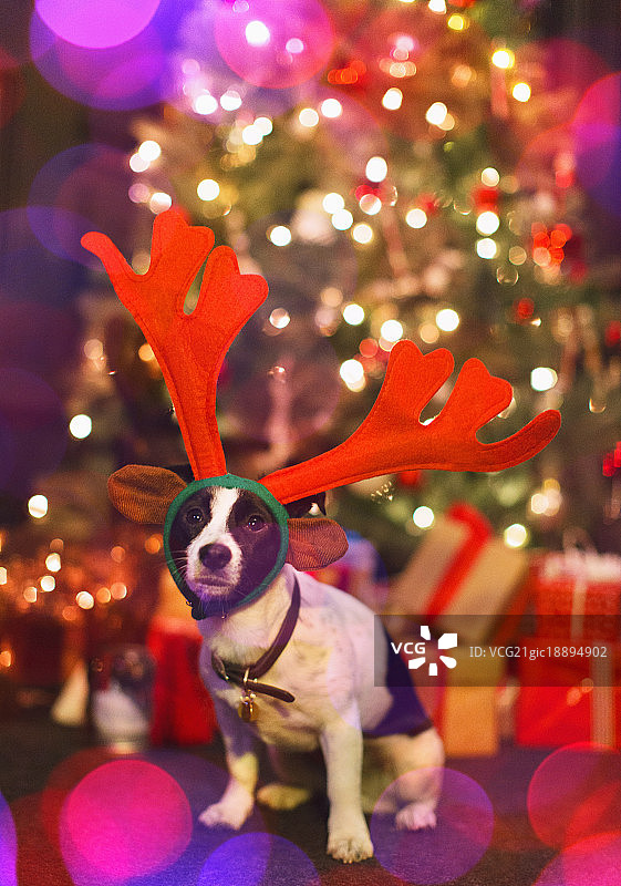 肖像可爱的狗戴着驯鹿的鹿角在圣诞树前图片素材