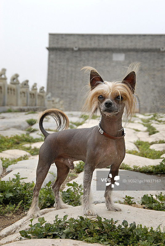 中国冠毛犬图片素材