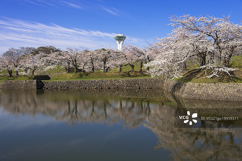 日本北海道函馆市五横寺塔和樱花树图片素材