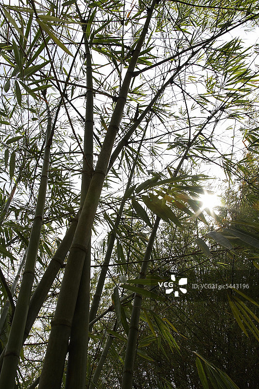阳光穿透竹竿的竹子图片素材