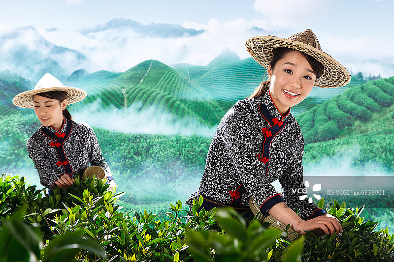 两个东方女孩在茶园采茶图片素材