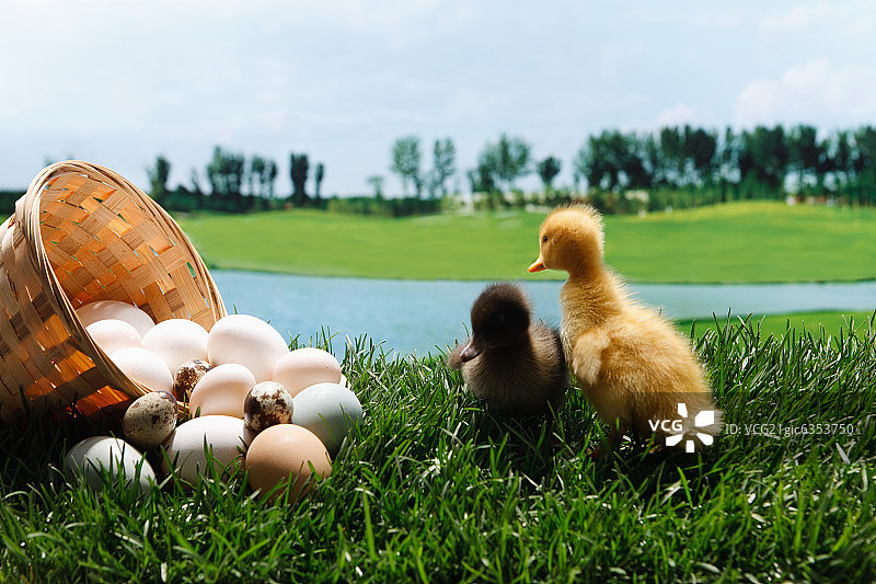 两只小鸭子在草地上图片素材