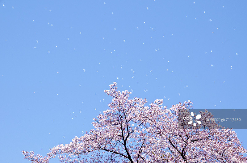 樱花和蓝天图片素材