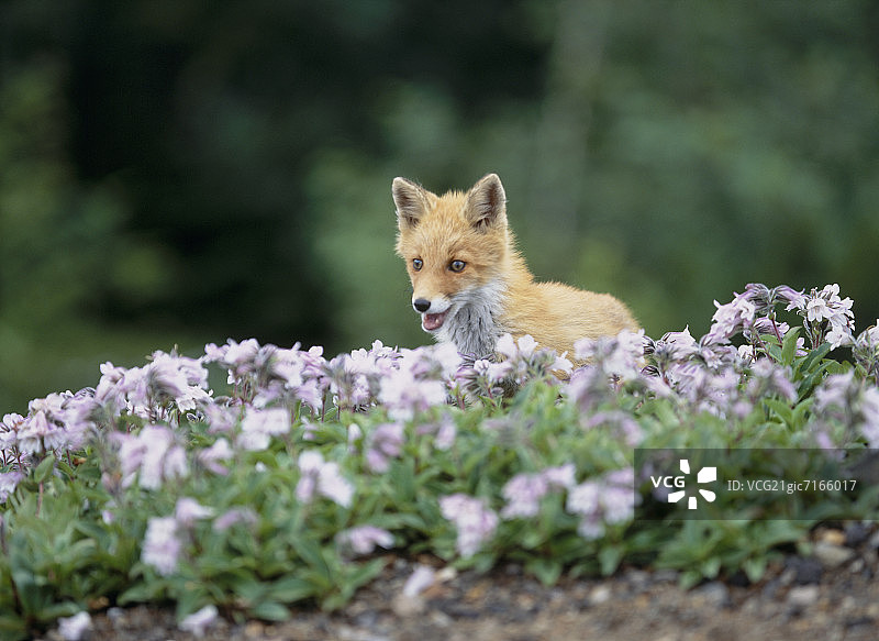 狐狸幼崽。日本北海道十胜山图片素材