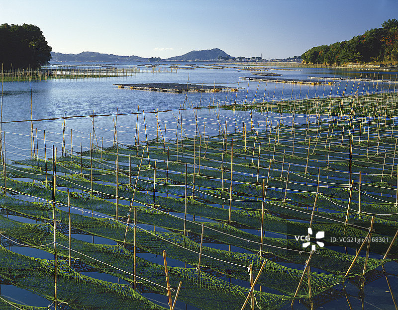 日本三重县岛町海藻养殖图片素材